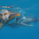 Snorkie Talkie
