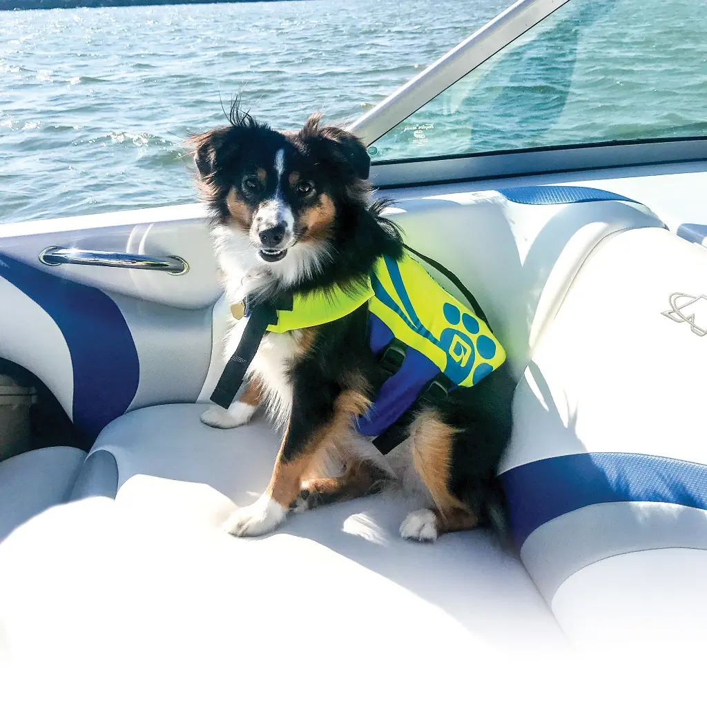 VEST PET